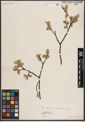 Foto von Salix caprea L.